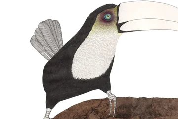 Ein gezeichneter Tukan von Ruth Reiche